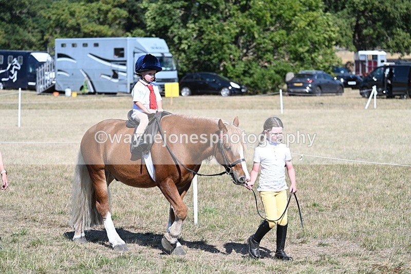 WJ7_1427 - Class 42 Most Handsome Gelding