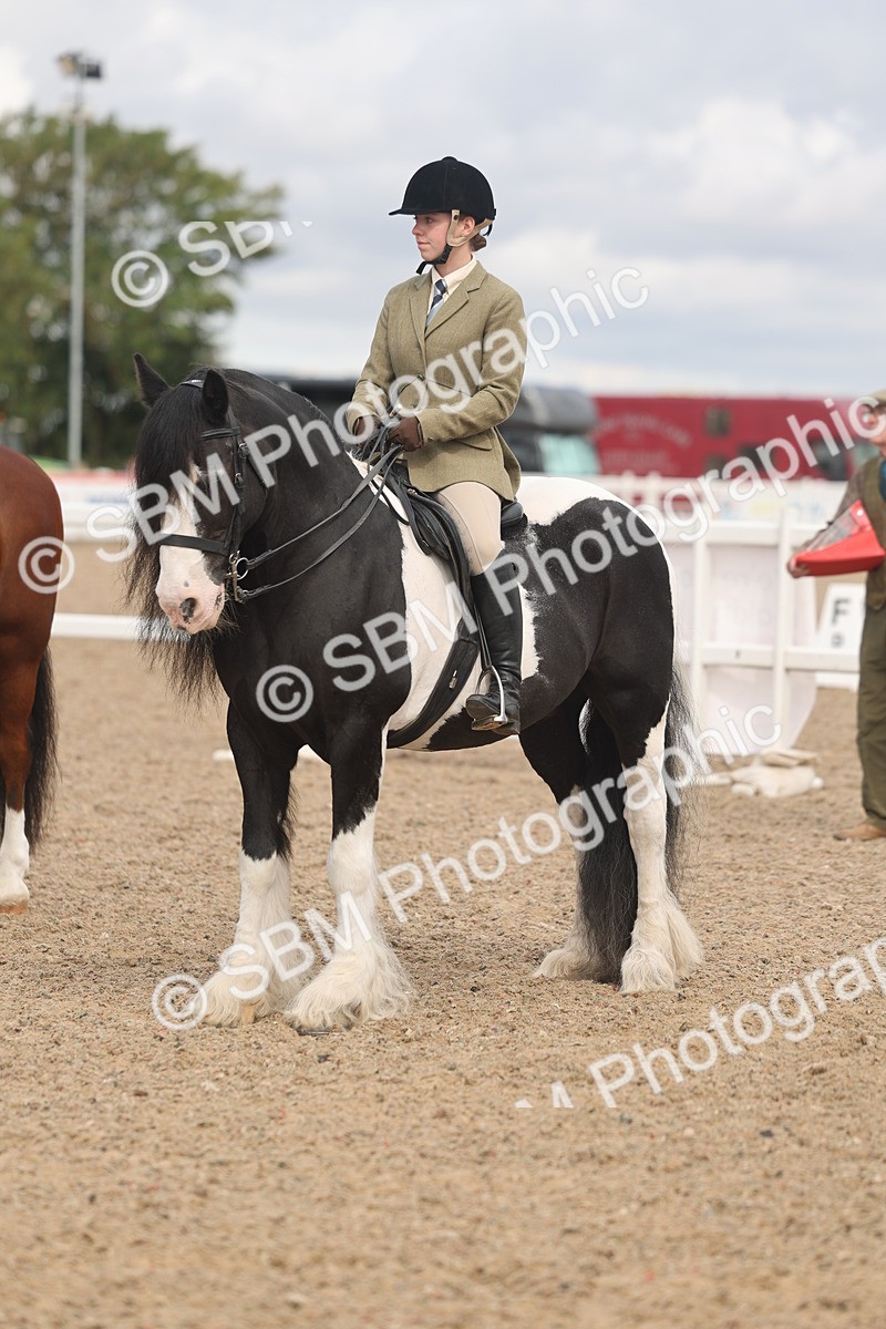 SBM_04483 - Class 18 - Handsomest Gelding (IH or Ridden)