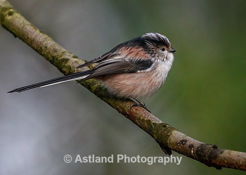 Astland Photography, Bird and Wildlife Images, Susan and Peter Wilson, U.K.