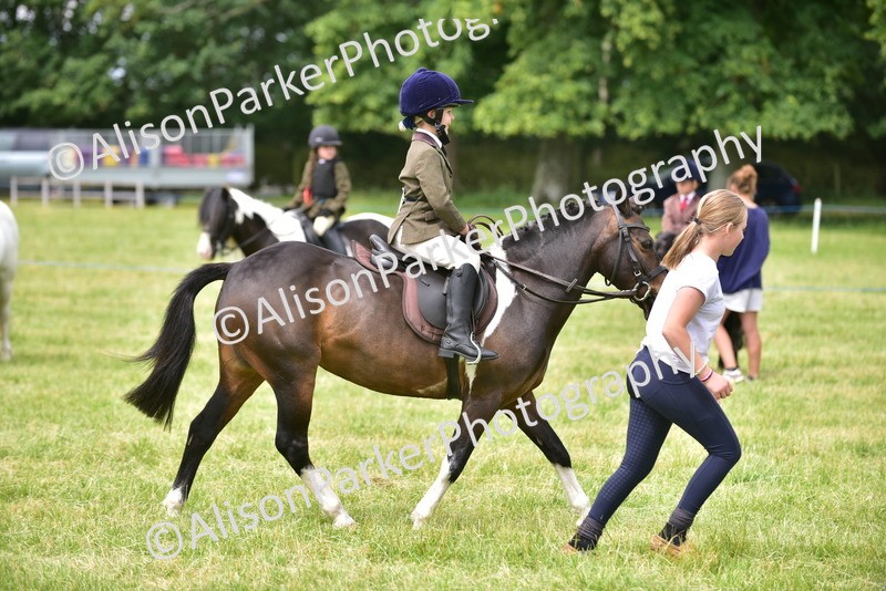 20260614-3673 - Class 15 - Prettiest Mare