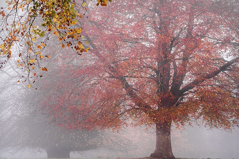 Cashel road Cahir - Mood and mist with some lumen added