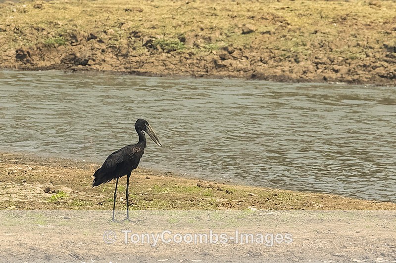 Openbill  Stork - Mana Pools ~ The Birds