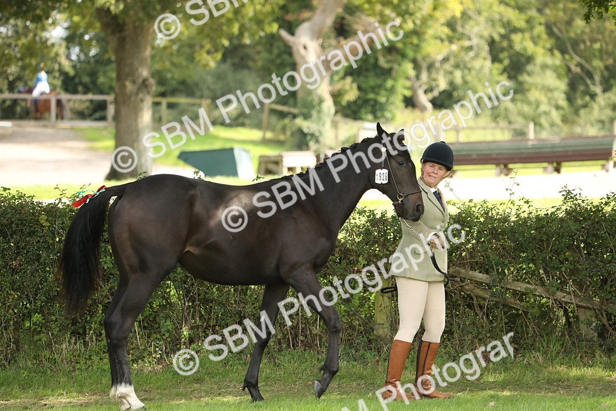 SBM_65576 - S48 - Show Pony & Show Hunter Pony In Hand