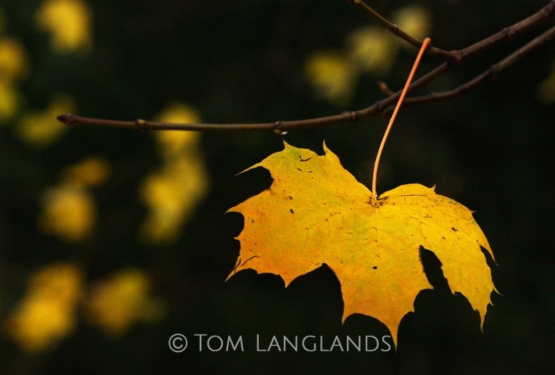 A Blaze of Glory - Trees, Flowers and Plants
