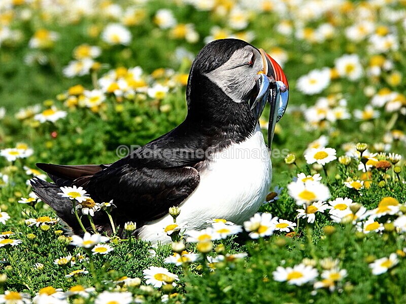 DSC00364 - Skomer 2019
