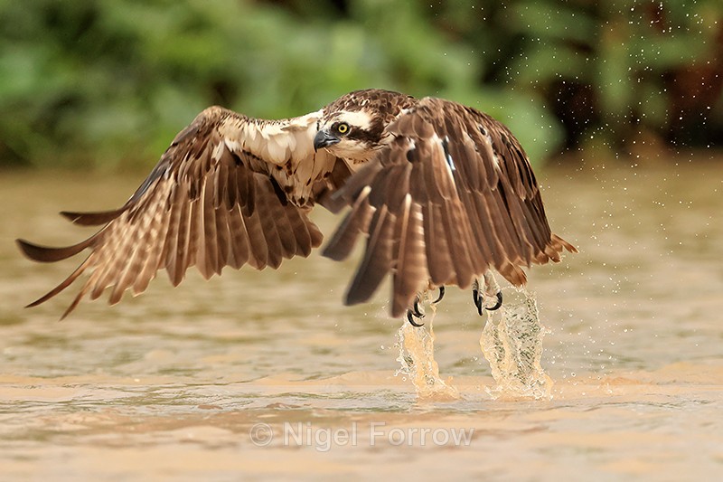 Osprey lifts off from river, Mato Grosso, Brazil - Osprey