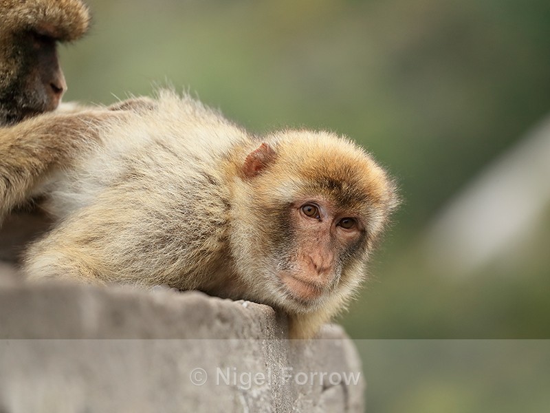 Barbary Macaque being groomed, Gibraltar - Monkey