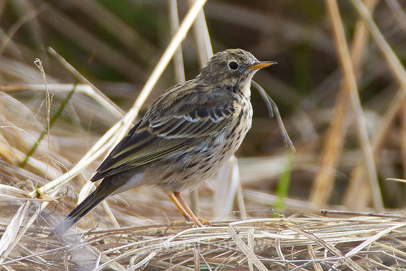 Meadow Pipit on the ground at Otmoor - Meadow Pipit