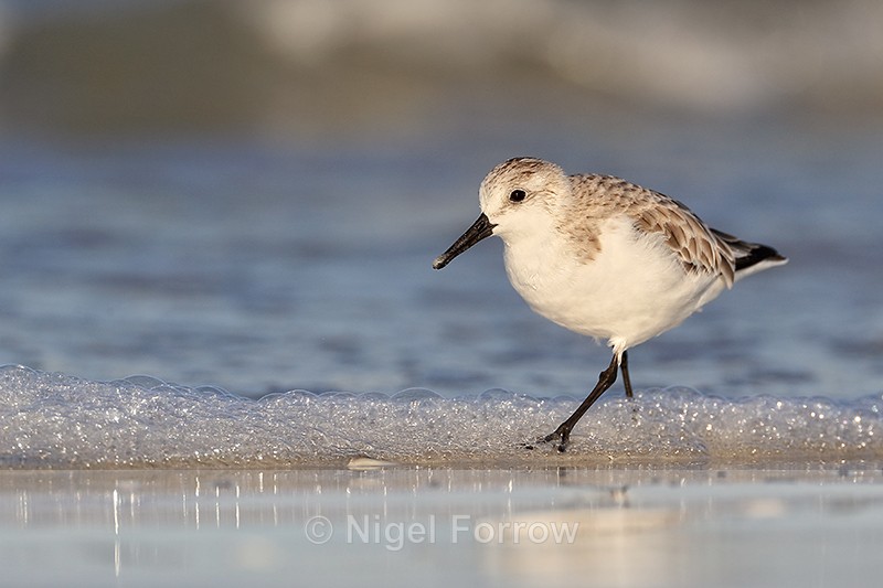 Sanderling wading in foaming sea, Fort De Soto, Florida - Sanderling