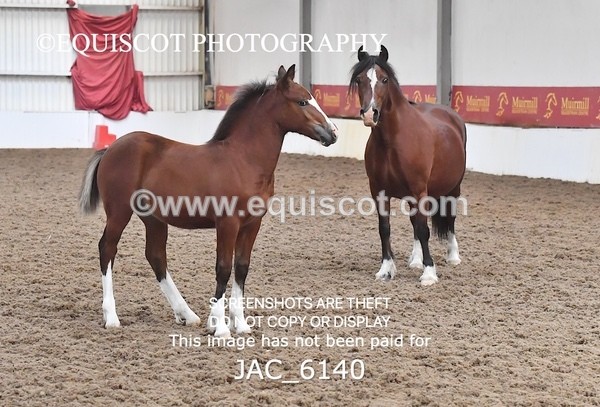 JAC_6140 - 17 Avonmore Little Maeda