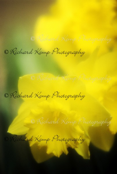 Narcissus 'King Alfred' - Plants