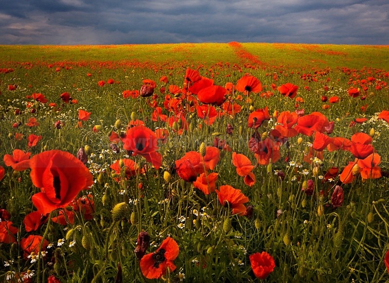 Poppy Fields   9905 5095859244aeb652f3d6b5 