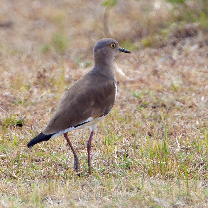 Black-winged Lapwing walking on grass - Black-winged Lapwing