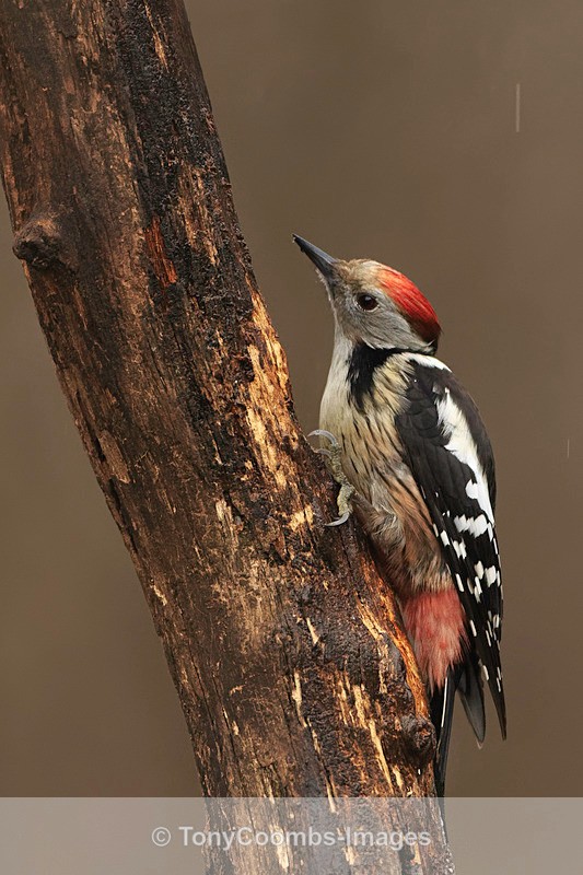 Middle-spotted Woodpecker - Buzzard and Drinking Pool Hides