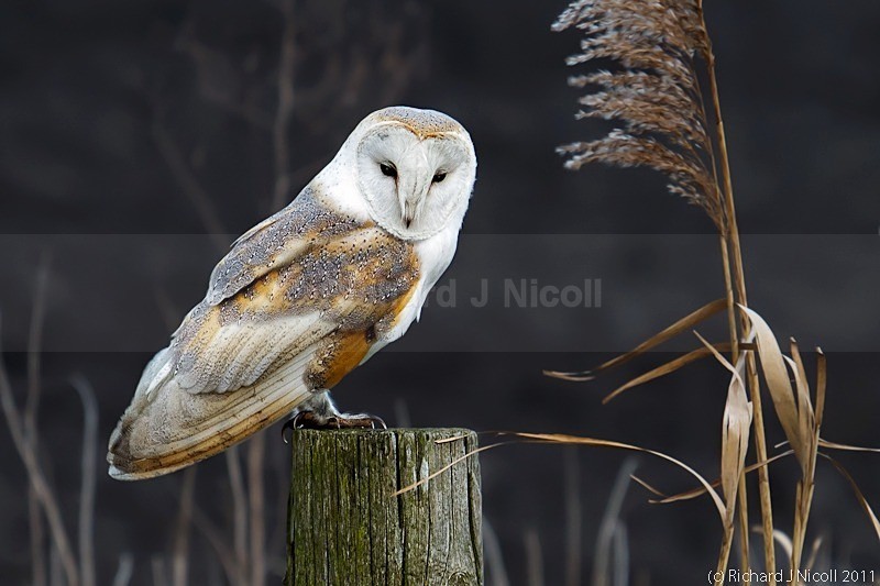 Barn Owl (Tyto Alba) - LRPS Panel