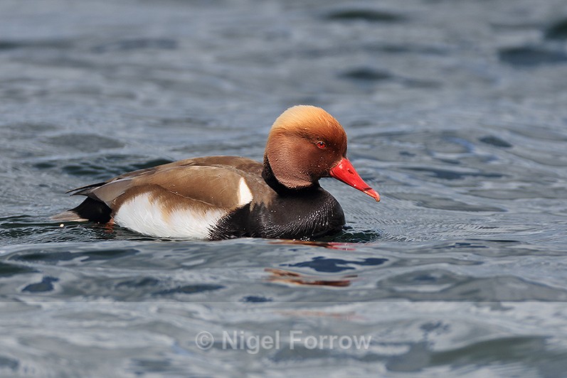 Red-crested Pochard (male) on the water at Farmoor - Red-crested Pochard