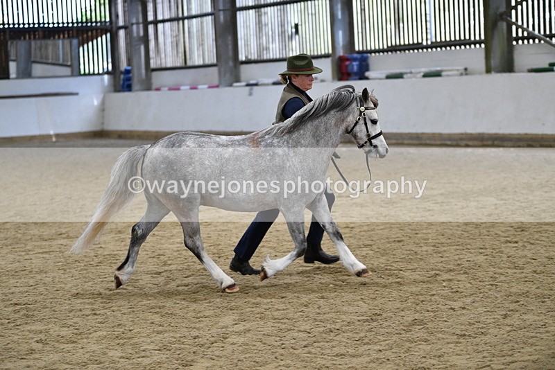 WJ5_5702 - Morning in hand Championship