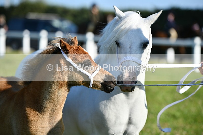 DSC_5376 - Classes 47 & 48: NPS M&M Brood Mare and Foal