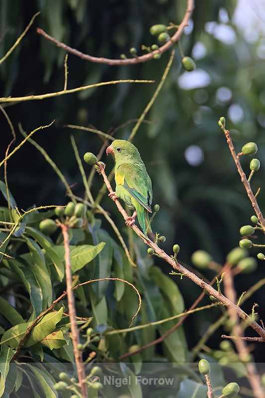 Yellow-chevroned Parakeet near fruit in tree, Porto Jofre, Brazil - Yellow-chevroned Parakeet