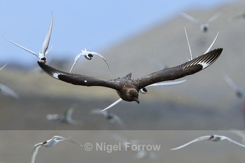 Great Skua chased by Arctic Terns, Iceland - Great Skua