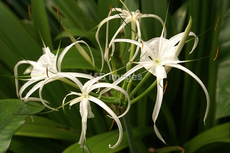 F1025 - Flowers