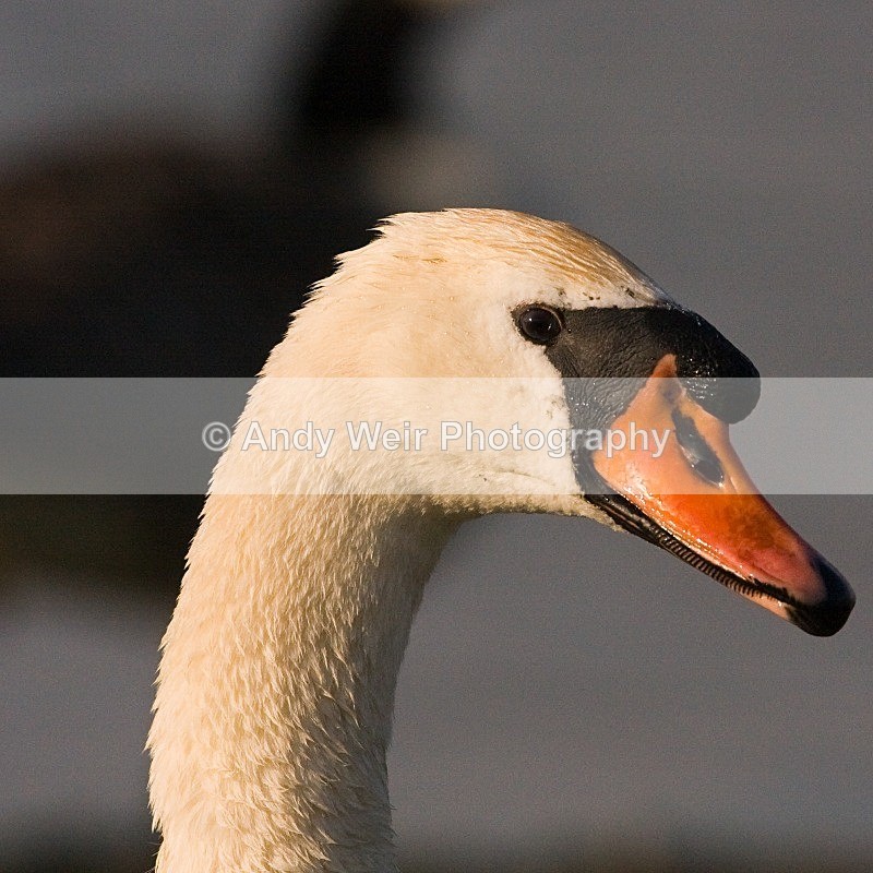 20080506-we 032 Mute Swan - Swans
