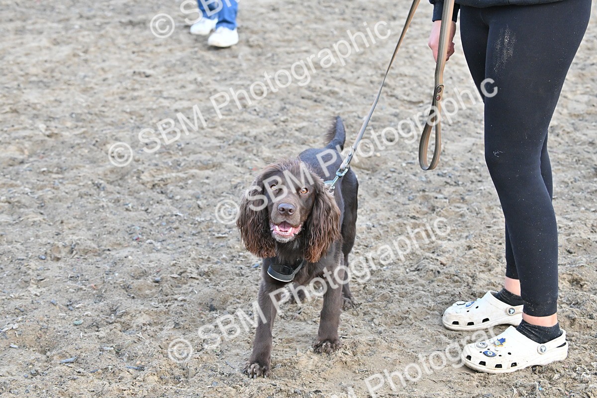 SBM_09536 - Lorry Dogs