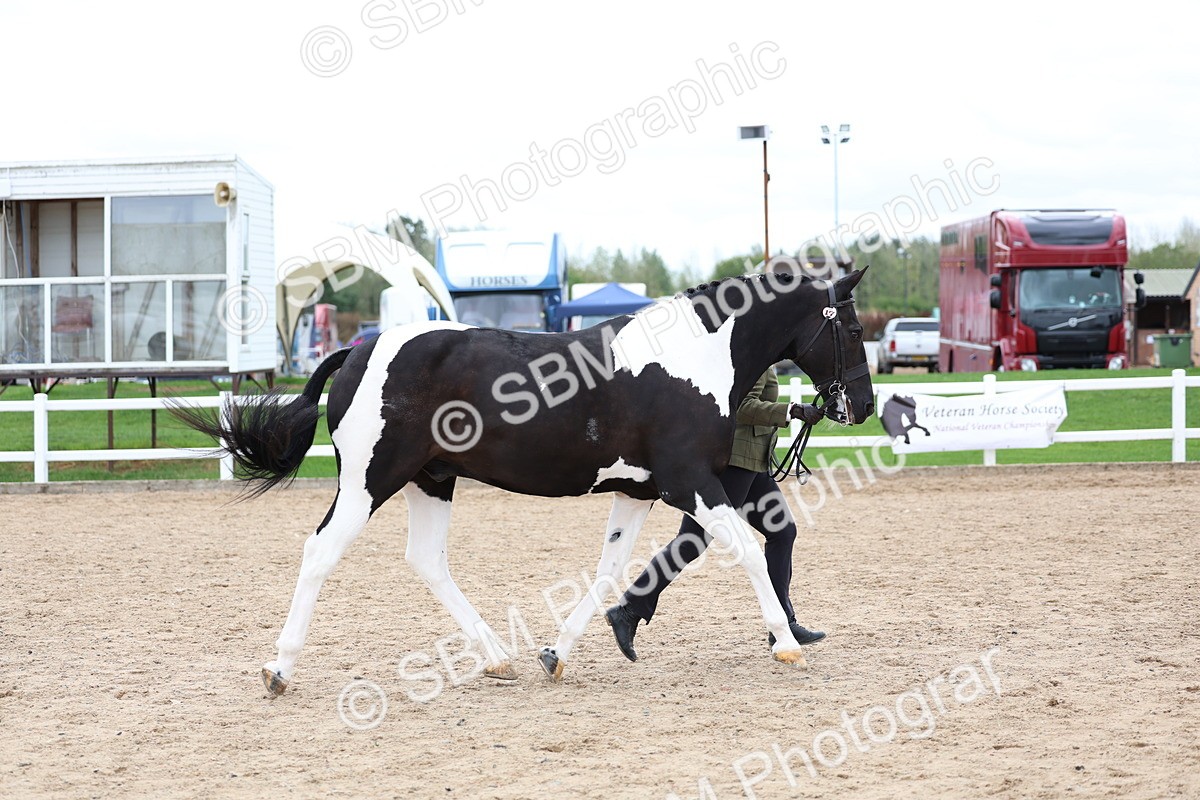 SBM_05102 - Class 27 - IH Competition Horse or Pony