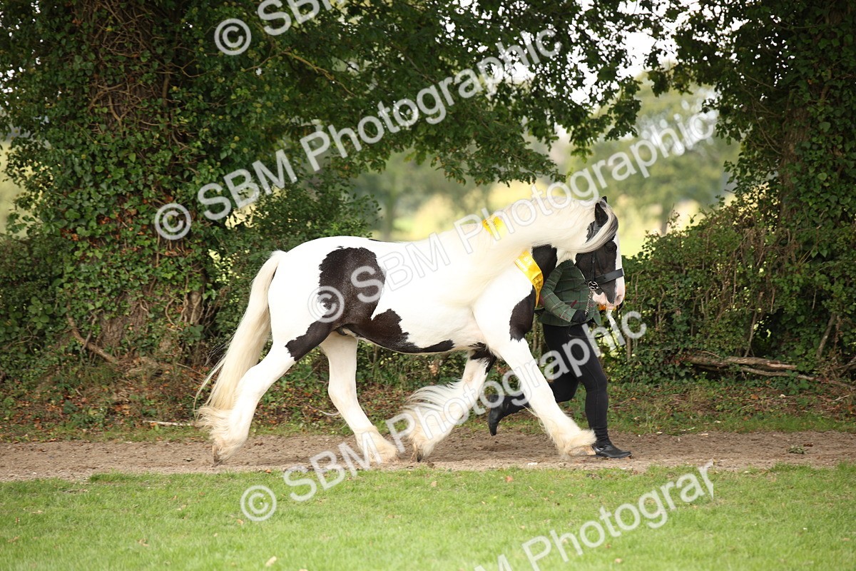 SBM_62942 - In Hand Horse Supreme Championship