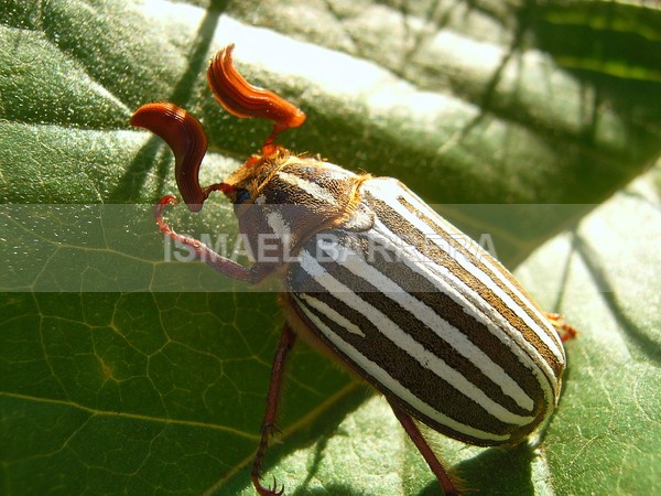 stripped - Fauna of life