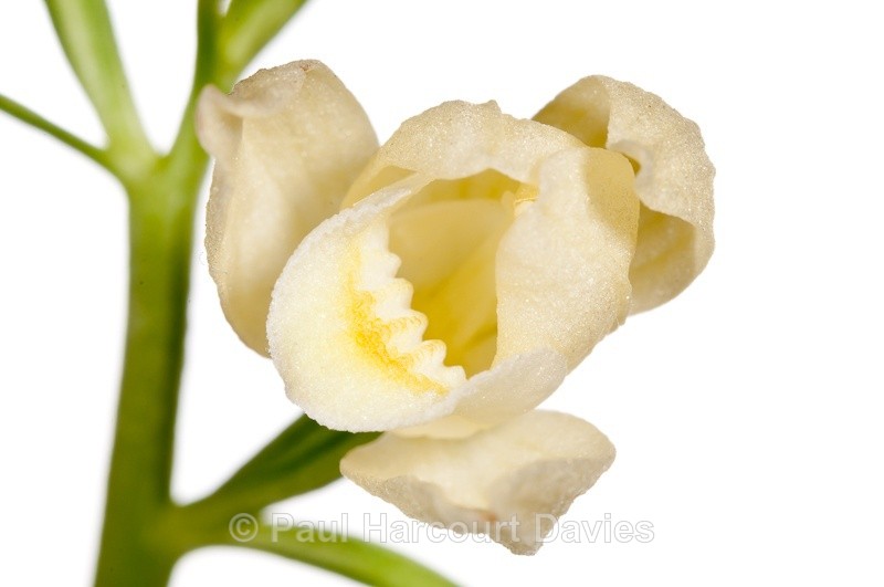  - WB: Orchids - Various
