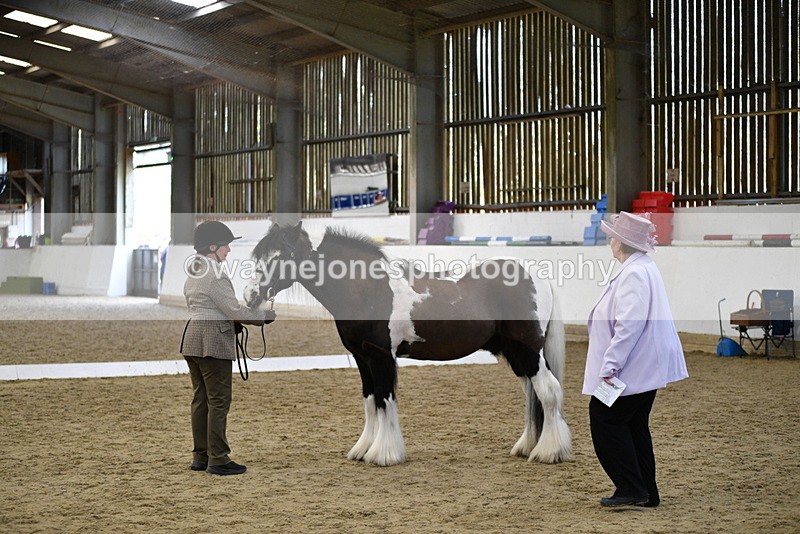 WJ5_5017 - Class 7 In hand coloured / odd coloured