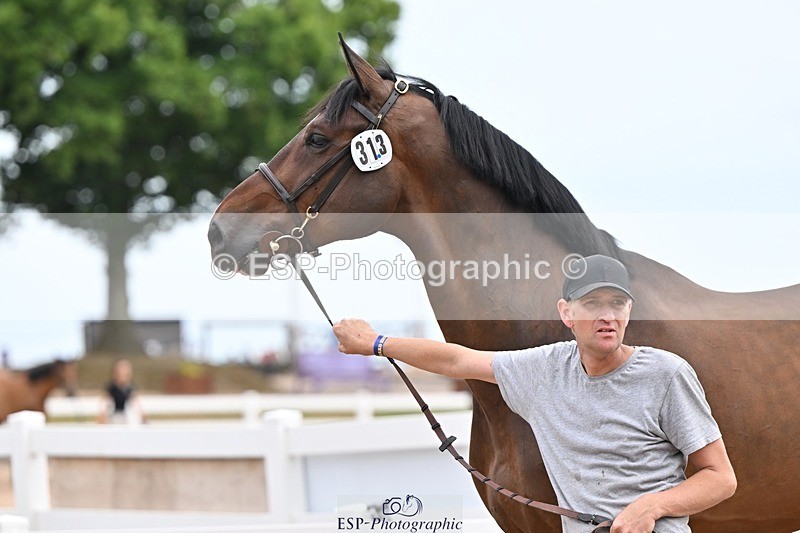 250716-152418-01910 - Trot Up 2.30 to 3.30