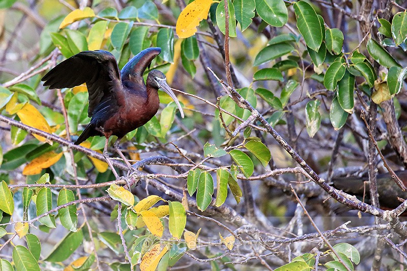 Glossy Ibis perched, Wakodahatchee Wetlands, Florida - Glossy Ibis