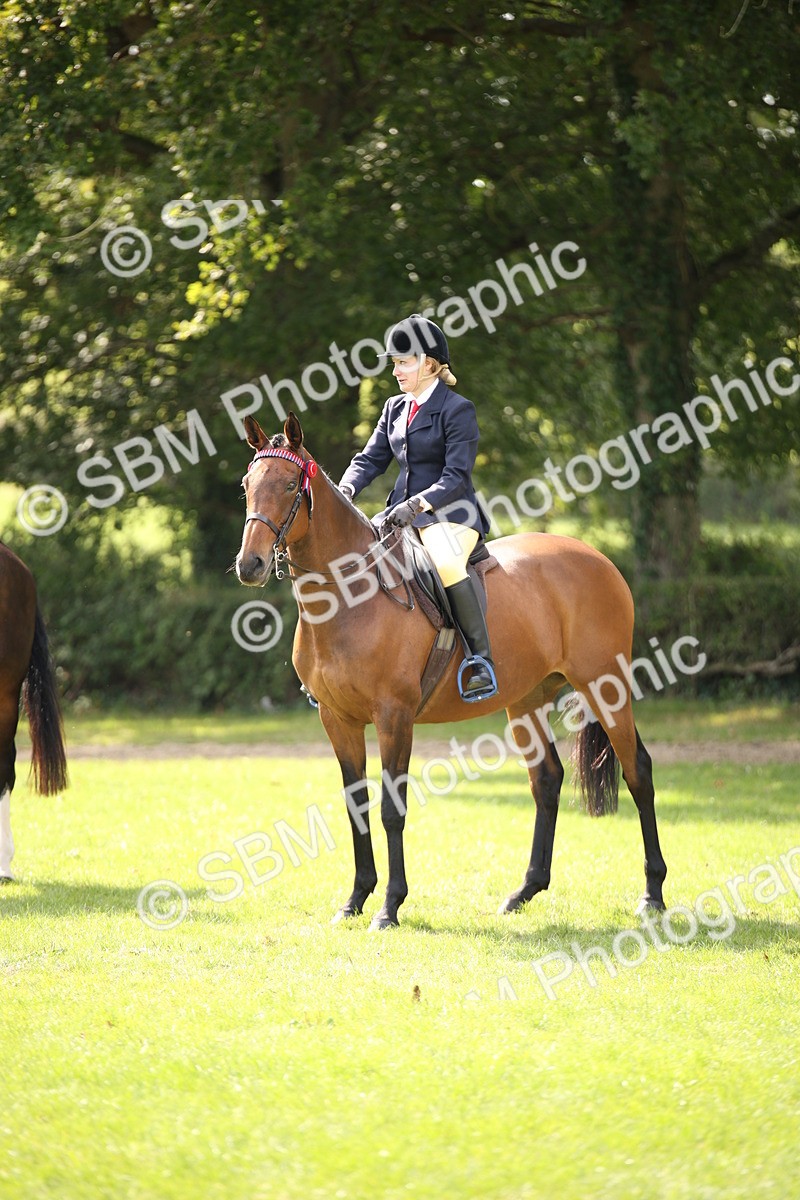 SBM_65981 - S64 - Riding Horse & Hack & Thoroughbred Ridden