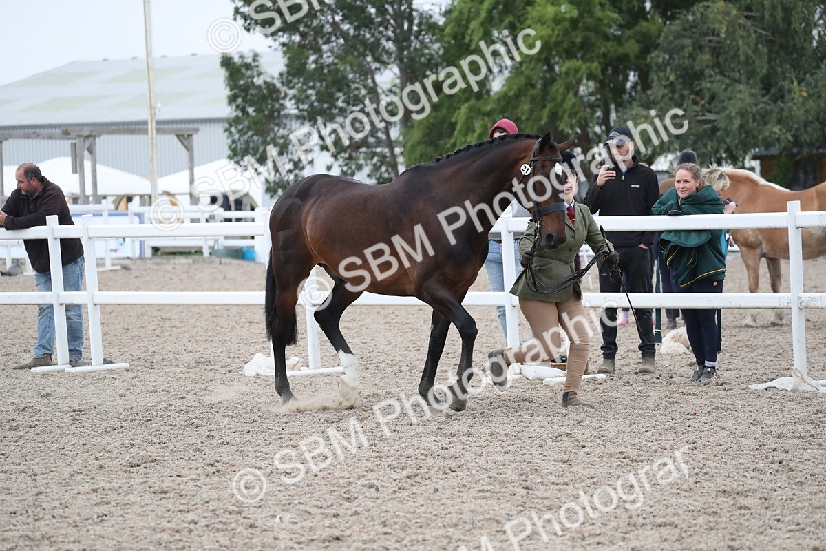 SBM_18317 - Class 318 IH Part bred Horse/Pony