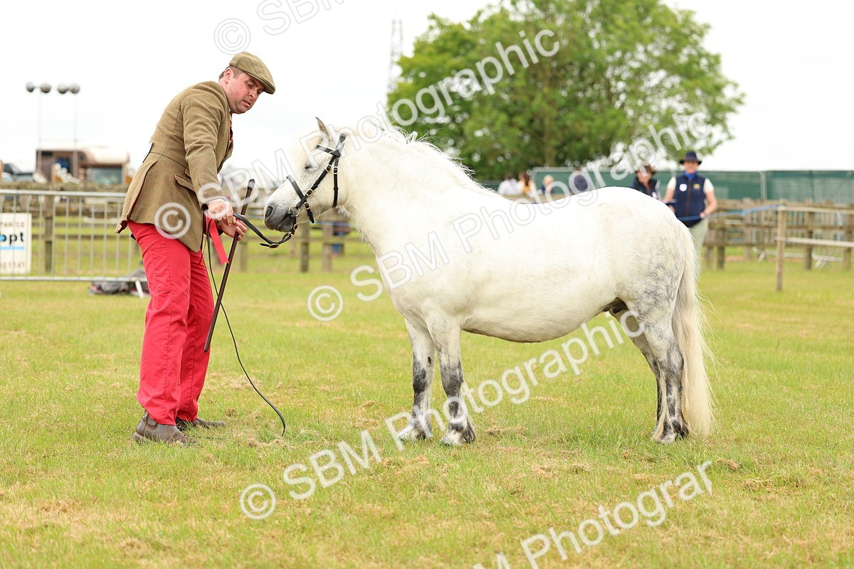 SBM_04392 - Class 64-67 - Shetland Pony In Hand
