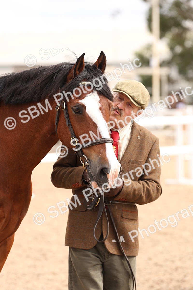 SBM_14696 - Class 208 - IH Veteran Horse