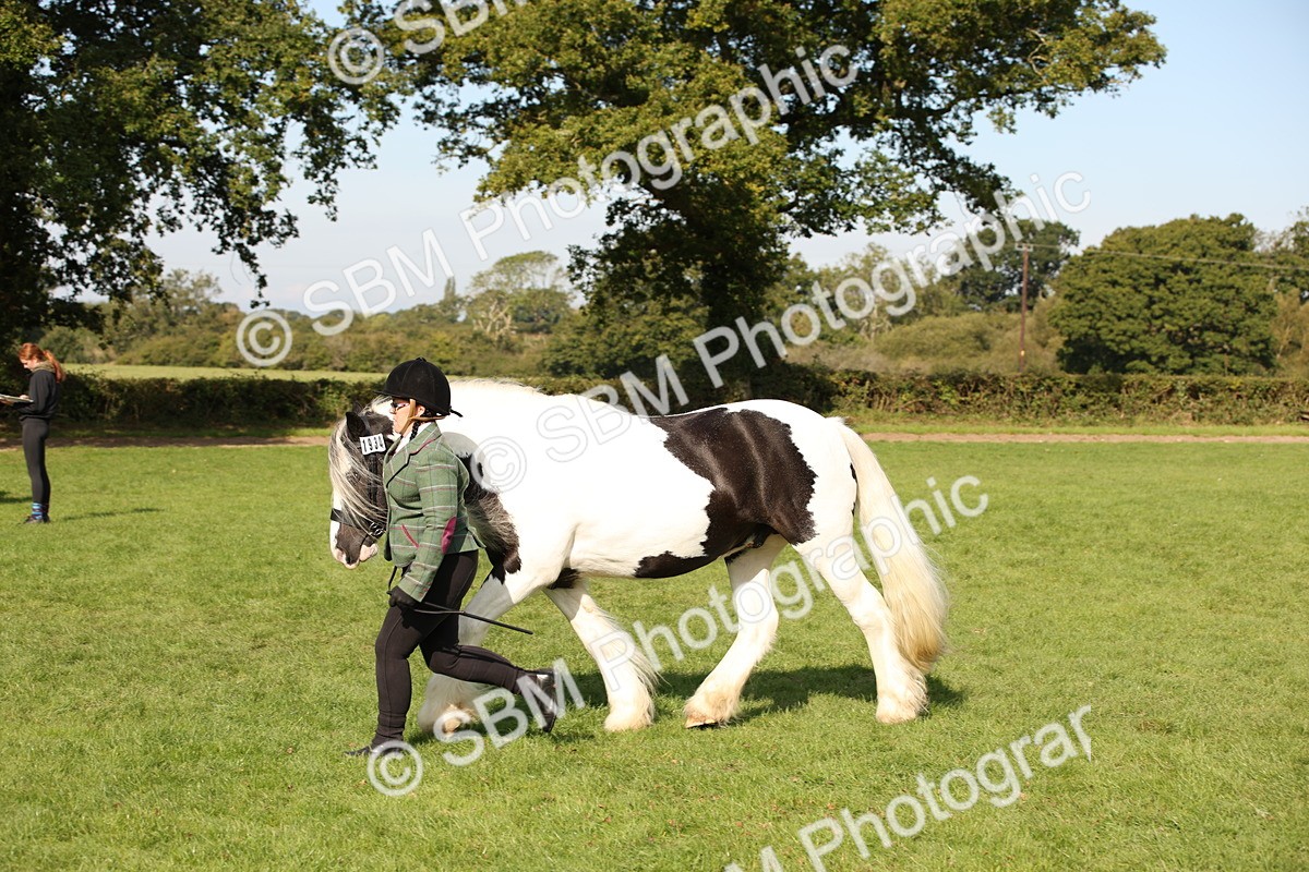 SBM_61196 - S54 - Show Cob In Hand
