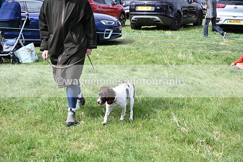 WJ6_8999 - Class 8 Best Working / Gun Dog or Bitch