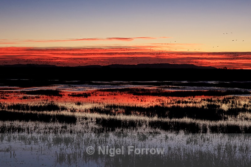 Dawn at Bosque del Apache, New Mexico - New Mexico, USA