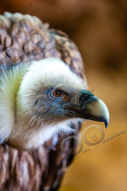 griffon vulture Gyps fulvus-459 - BoP from around the world