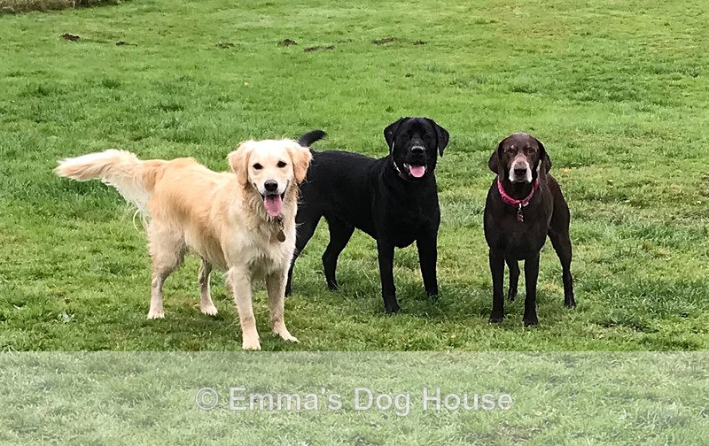  - Dogs