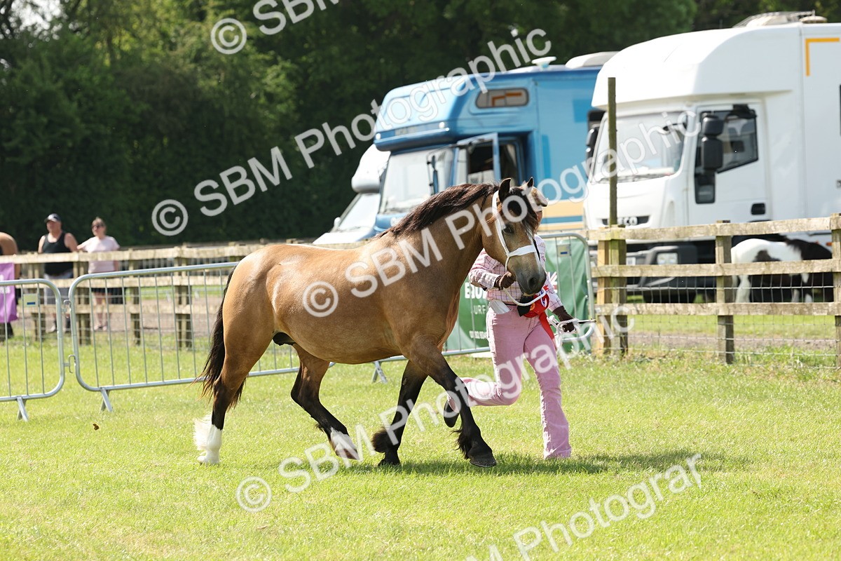 SBM_02184 - Class 6-13 - Mountatin and Moorland In Hand Welsh Breeds