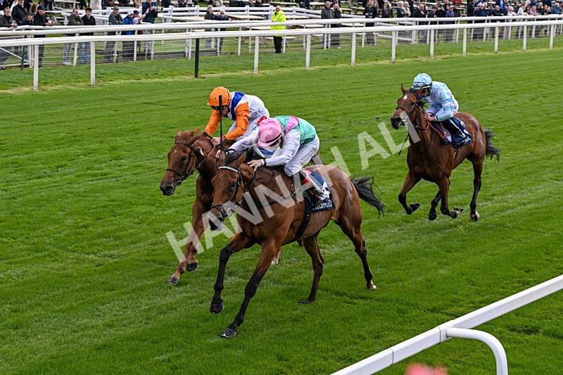 130526-Race 5-Legacy Link-0312 - Race 5 4.05pm Tattersalls Musidora Stakes