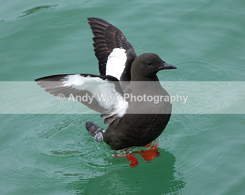 20110614-IMG_4659 - Guillemots
