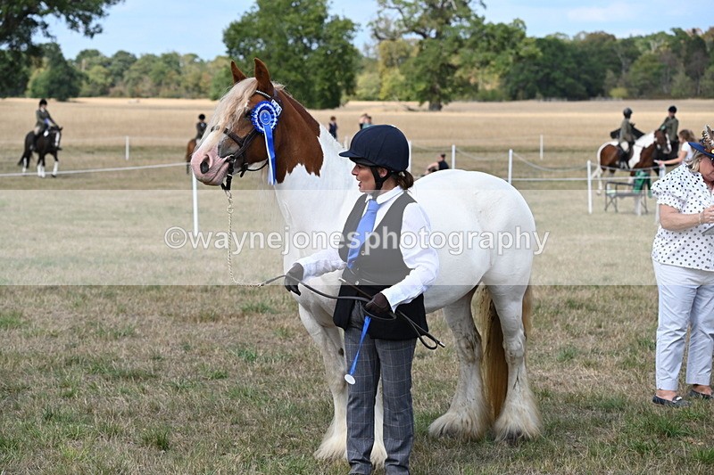 WJ6_6713 - Class 20 In-hand Cob