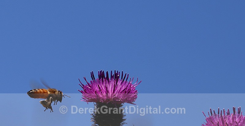 Honey Bee in Flight