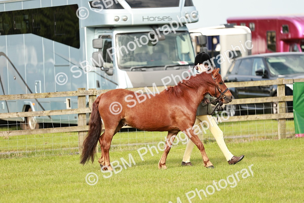 SBM_00423 - Class 14-23 - Mountain & Moorland In Hand Non Welsh