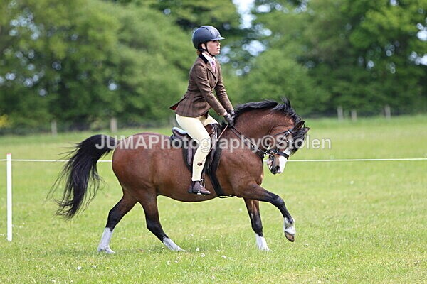 IMG_3454 - Working Hunter